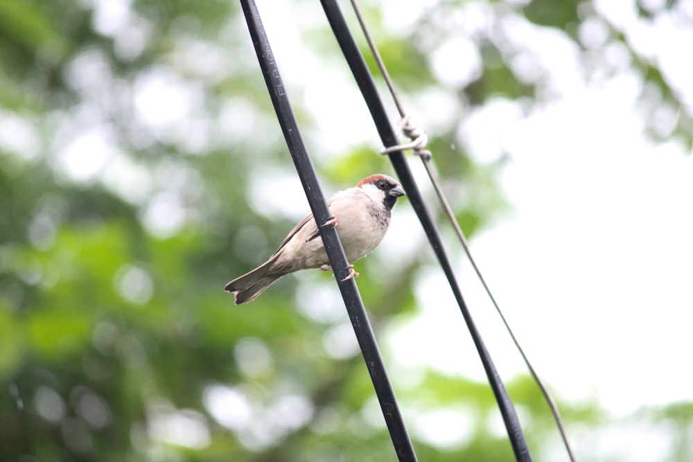 brown and white bird on black wire during daytime