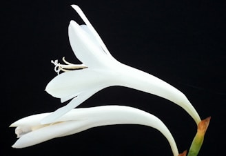 Close-up of a delicate white flower against a black background.