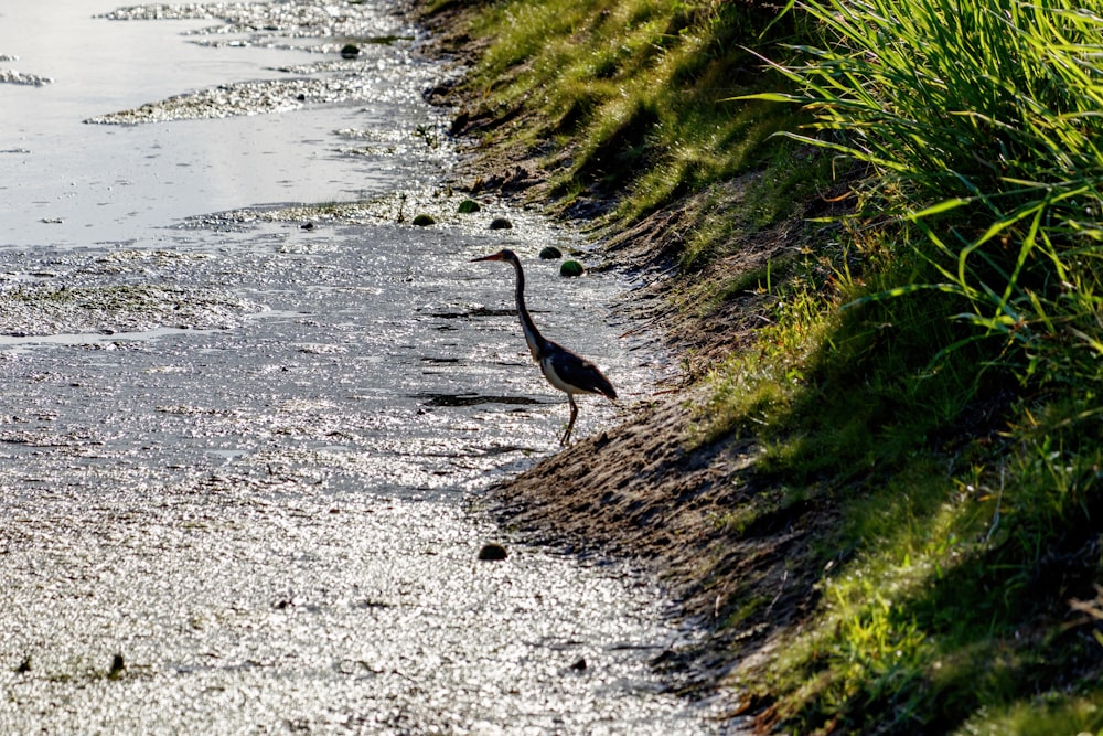 black bird on gray concrete road near green grass and body of water during daytime