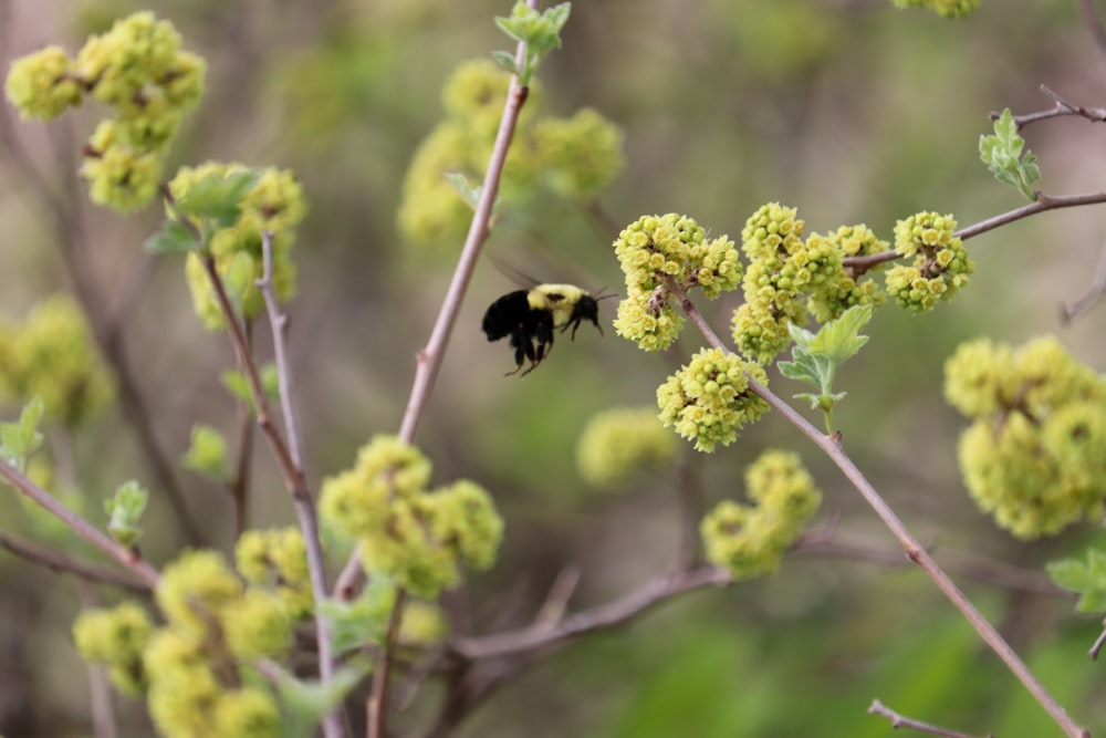 yellow and black bee on yellow flower