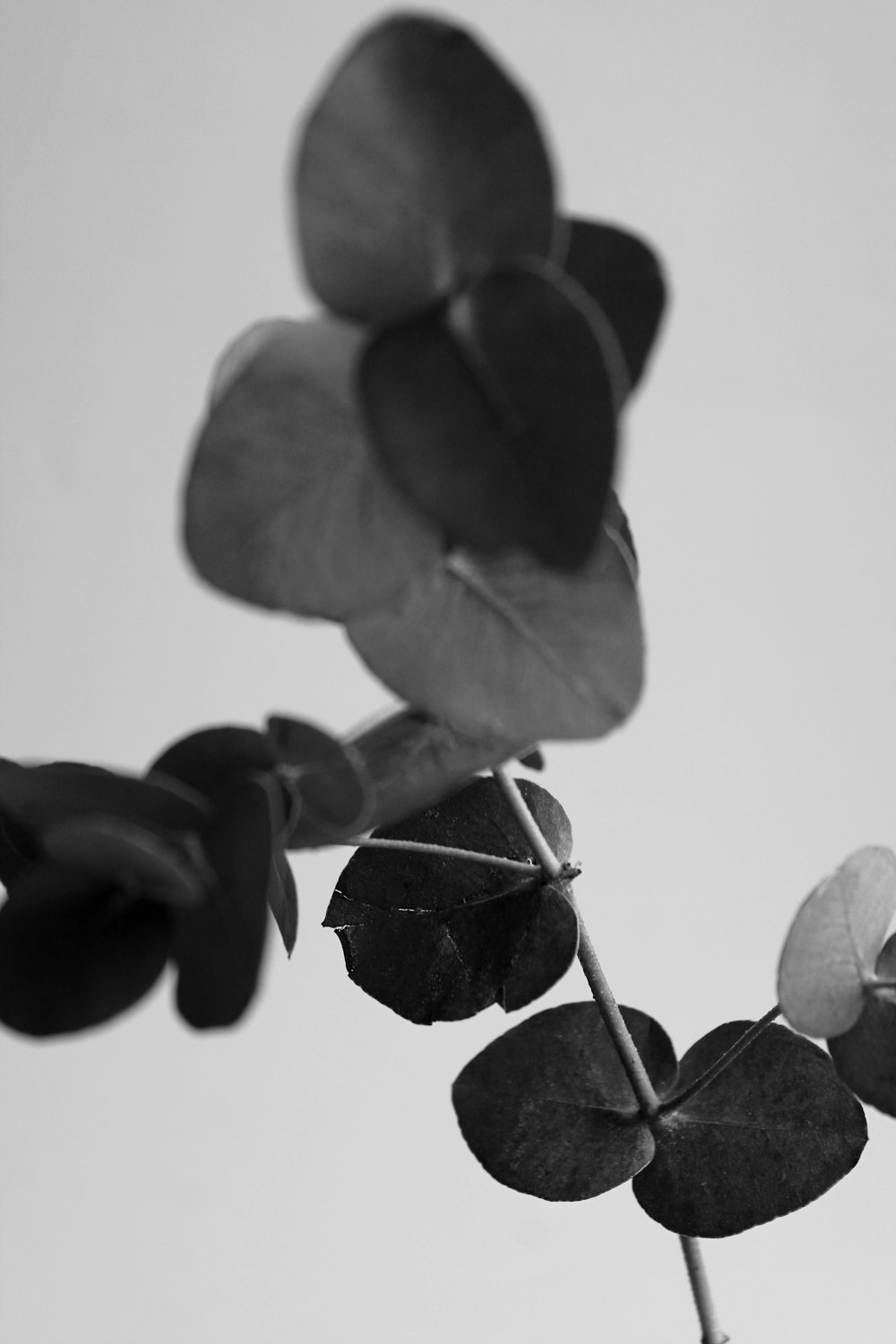 grayscale photo of leaves with water droplets