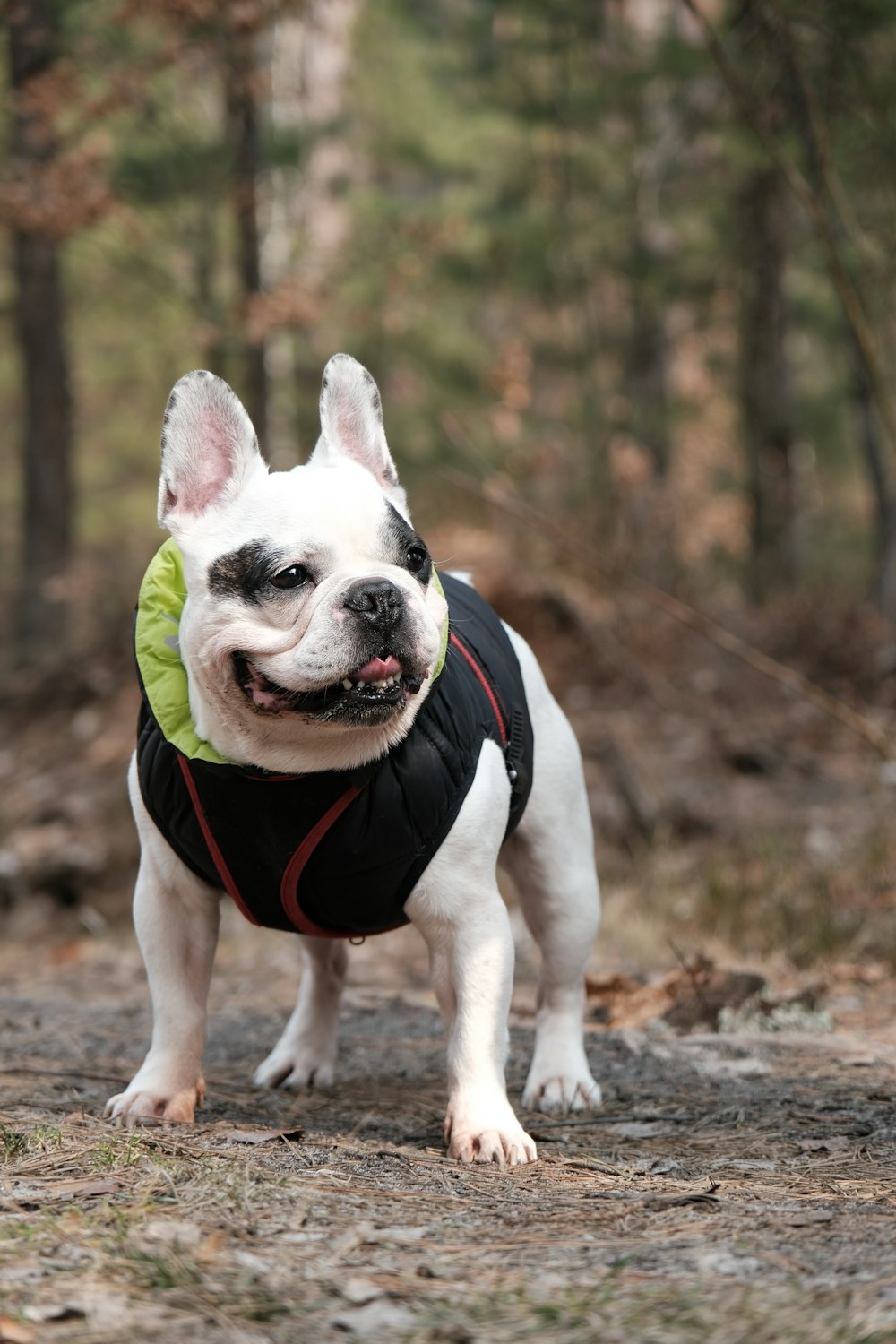 white and black short coated small dog wearing black and pink shirt