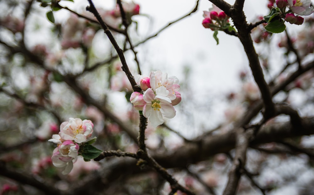 pink cherry blossom in close up photography