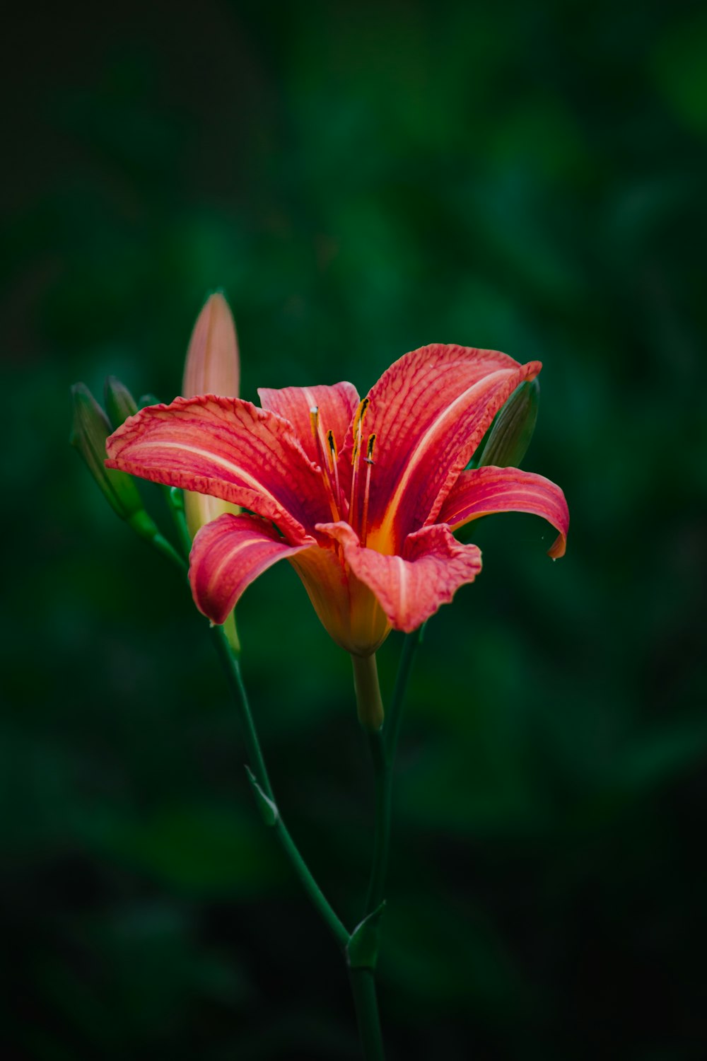 red flower in tilt shift lens