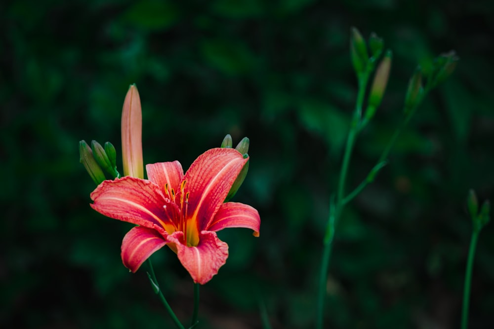 pink and yellow flower in tilt shift lens