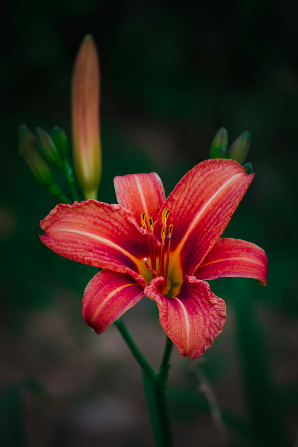 red flower in tilt shift lens