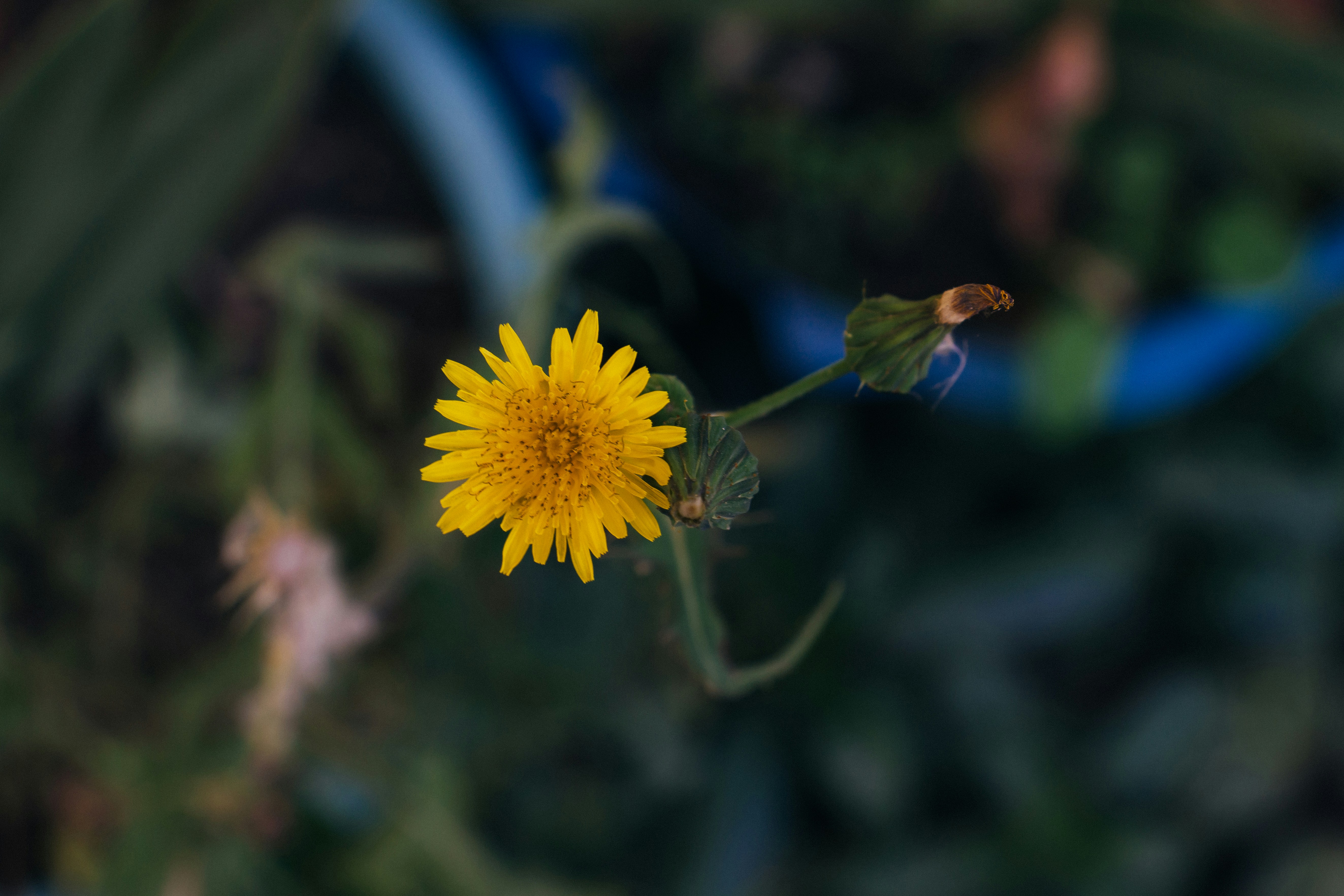 flor amarela na lente de deslocamento de inclinação