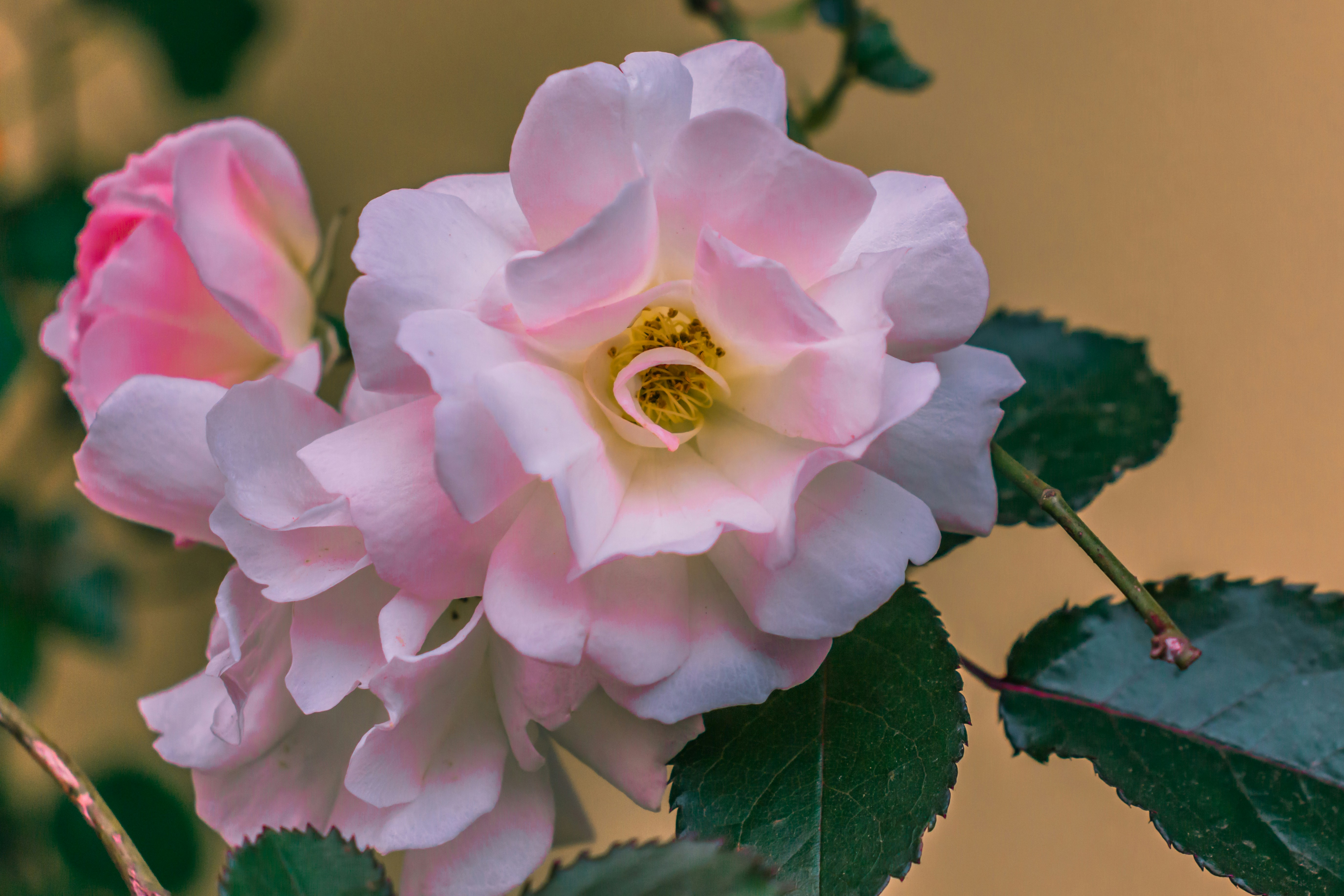 flor rosa com folhas verdes