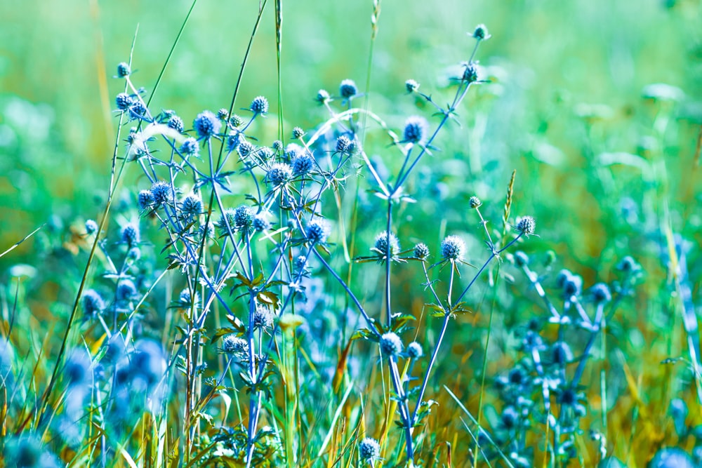 Lila Blütenknospen in der Tilt Shift-Linse