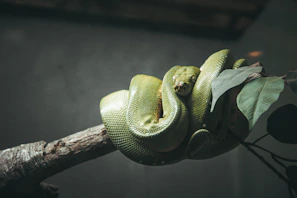An ancient bronze serpent coiled among deep forest greenery, echoing timeless wisdom.
