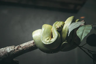 An ancient bronze serpent coiled among deep forest greenery, echoing timeless wisdom.