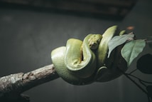 A green snake is coiled around a tree branch, blending with the foliage. Its scales have a reflective sheen, and it's positioned in a serene and natural setting.