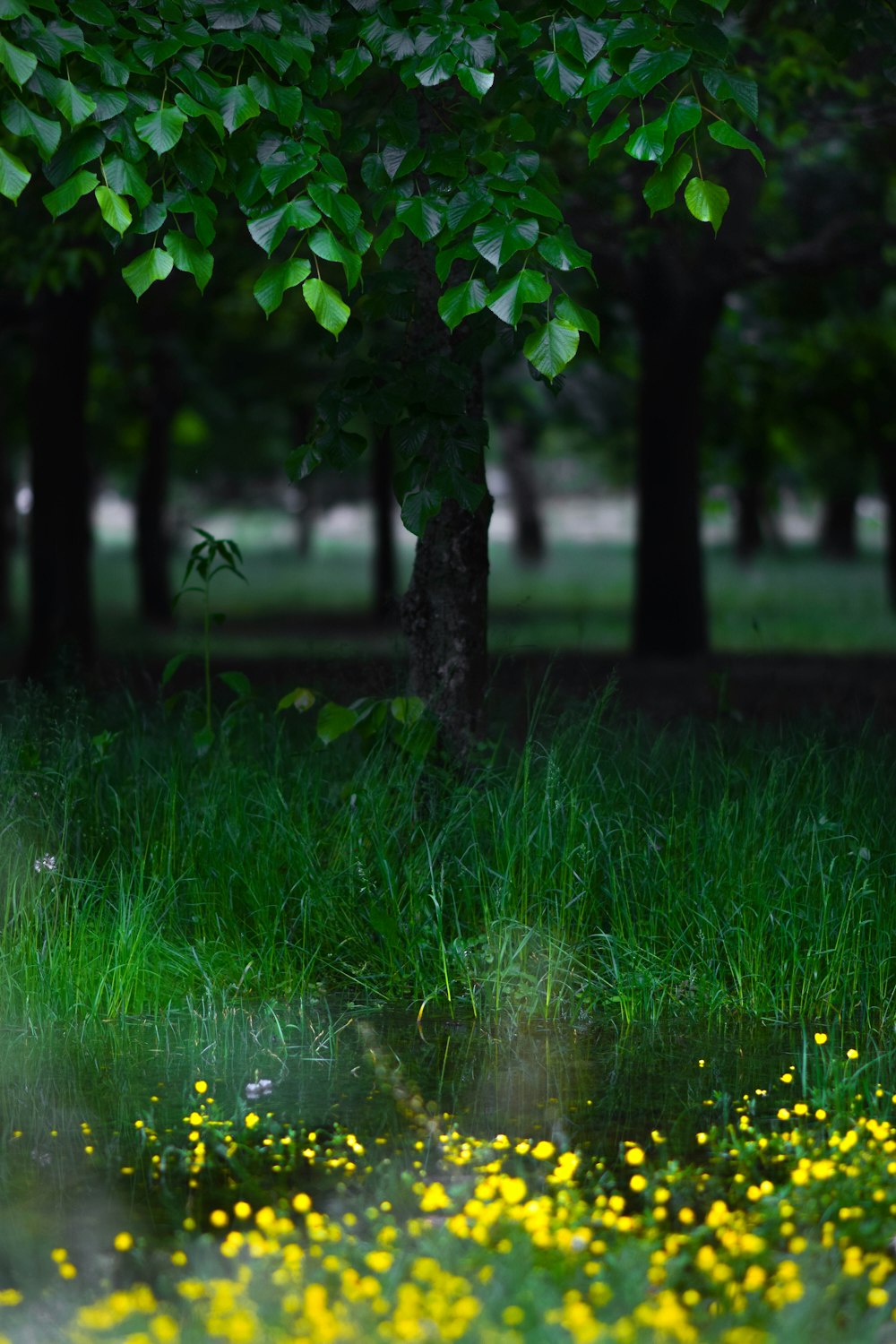 green grass field near body of water during daytime