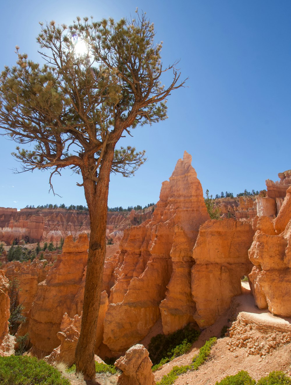 green tree on brown rock formation during daytime