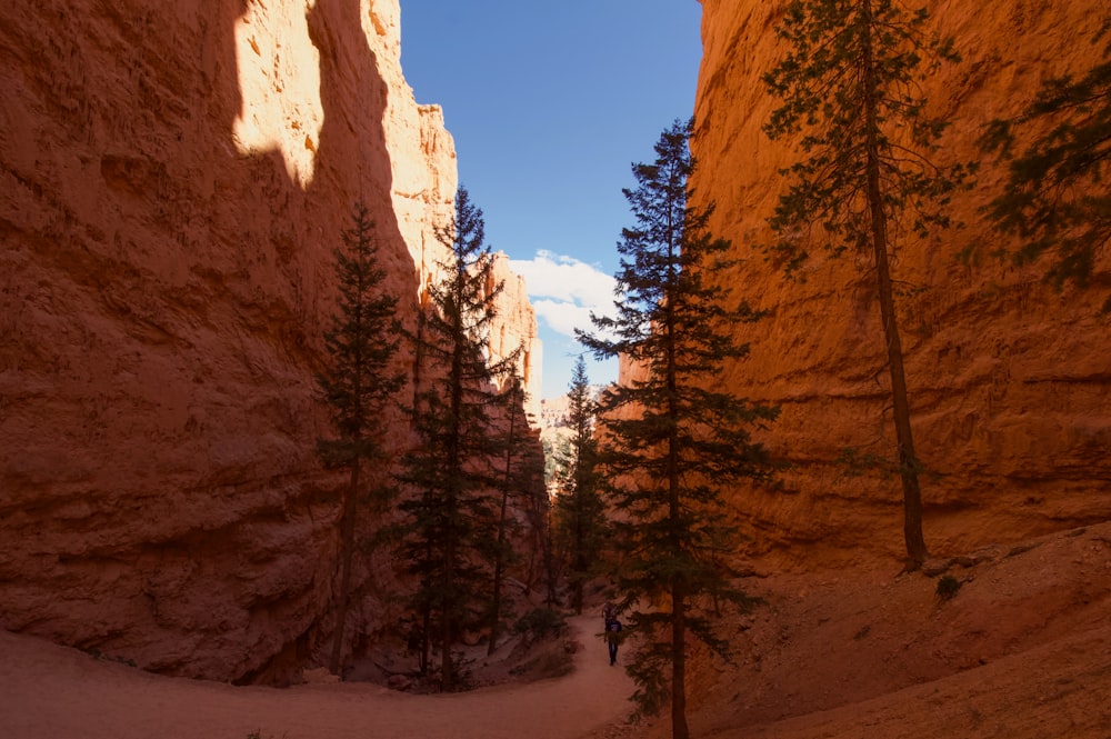 green trees on snow covered ground during daytime