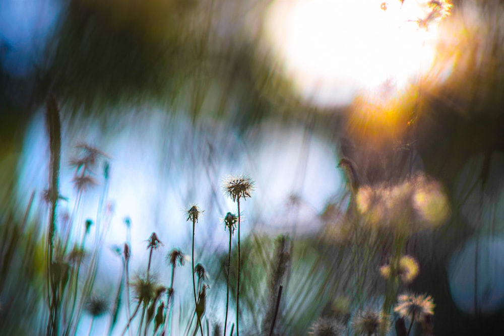 white flower in tilt shift lens