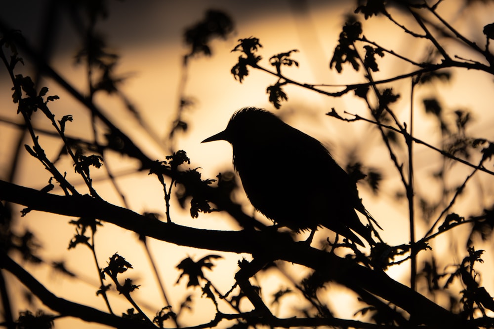 silhouette of bird on tree branch during daytime
