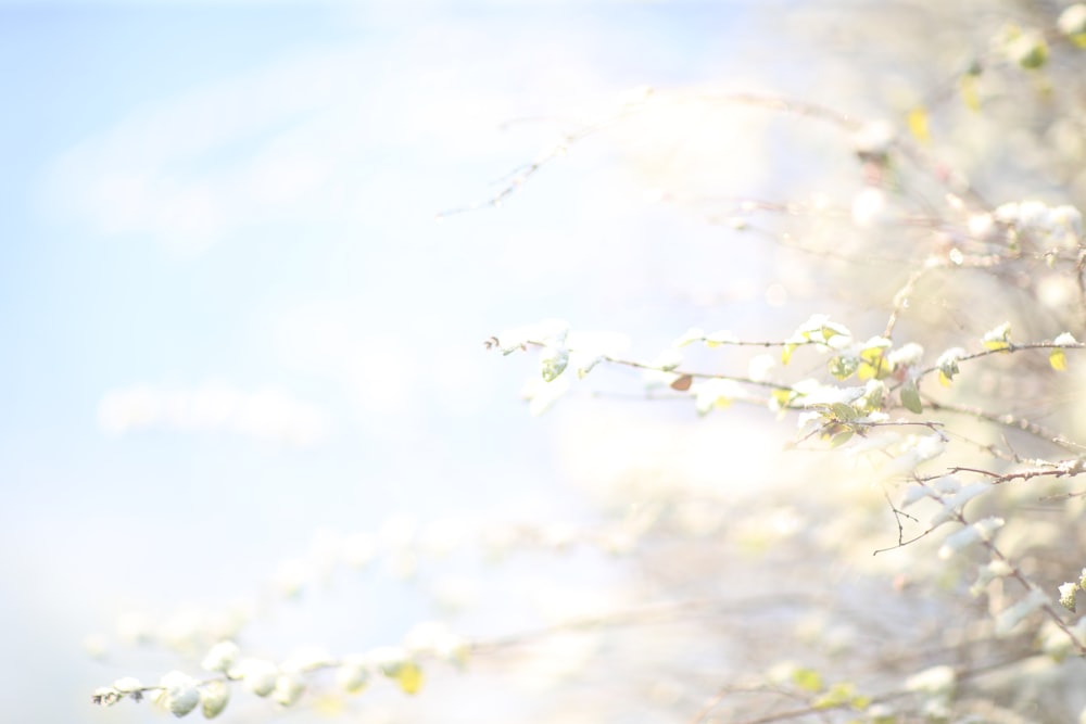 white cherry blossom under blue sky during daytime