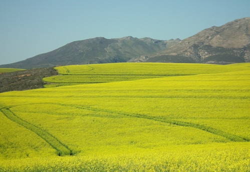 A vast field of vibrant yellow crops stretches across the foreground with gentle rolling hills and mountain ranges in the background under a clear blue sky. The sweeping lines of the field suggest a well-maintained agricultural landscape.