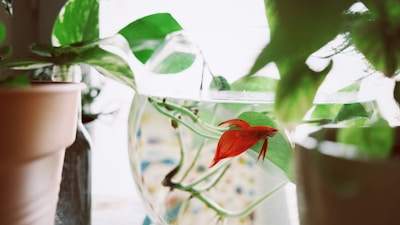 Fresh and natural betta fish food pellets in a small bowl.