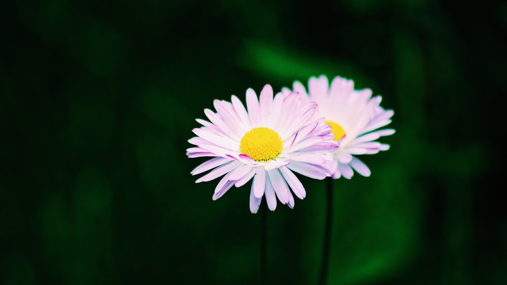 white and yellow daisy in bloom