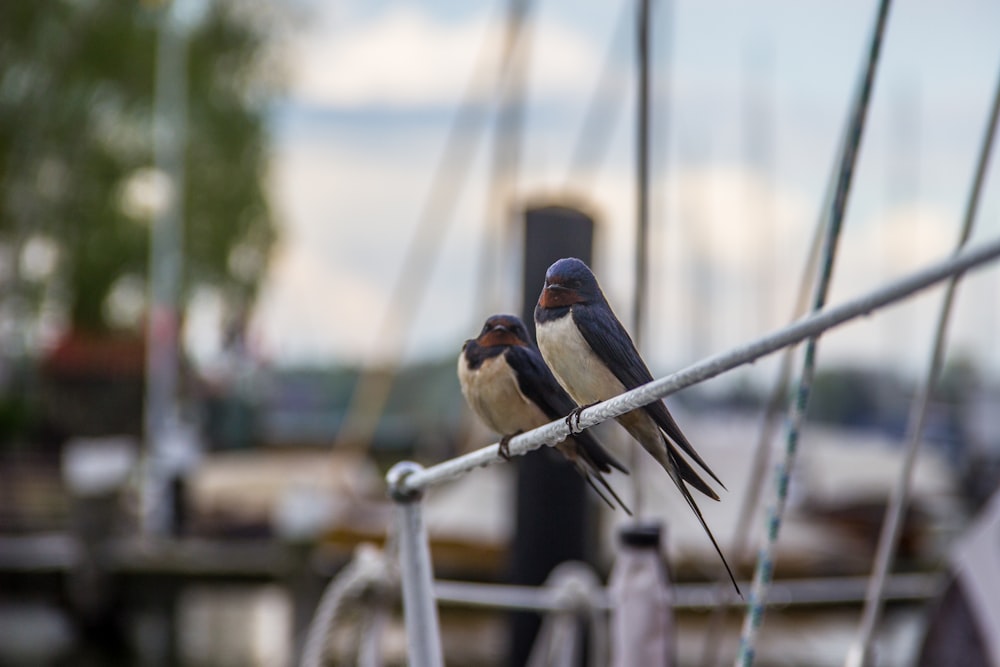 brown and black bird on white metal fence during daytime