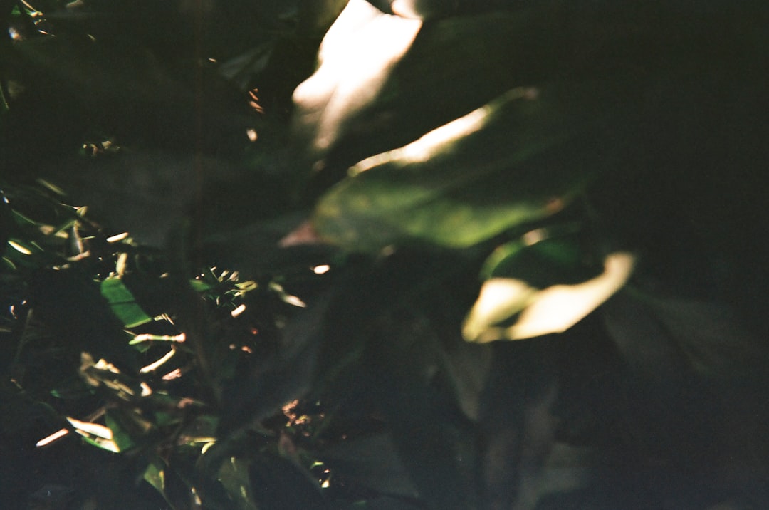 green leaves in close up photography