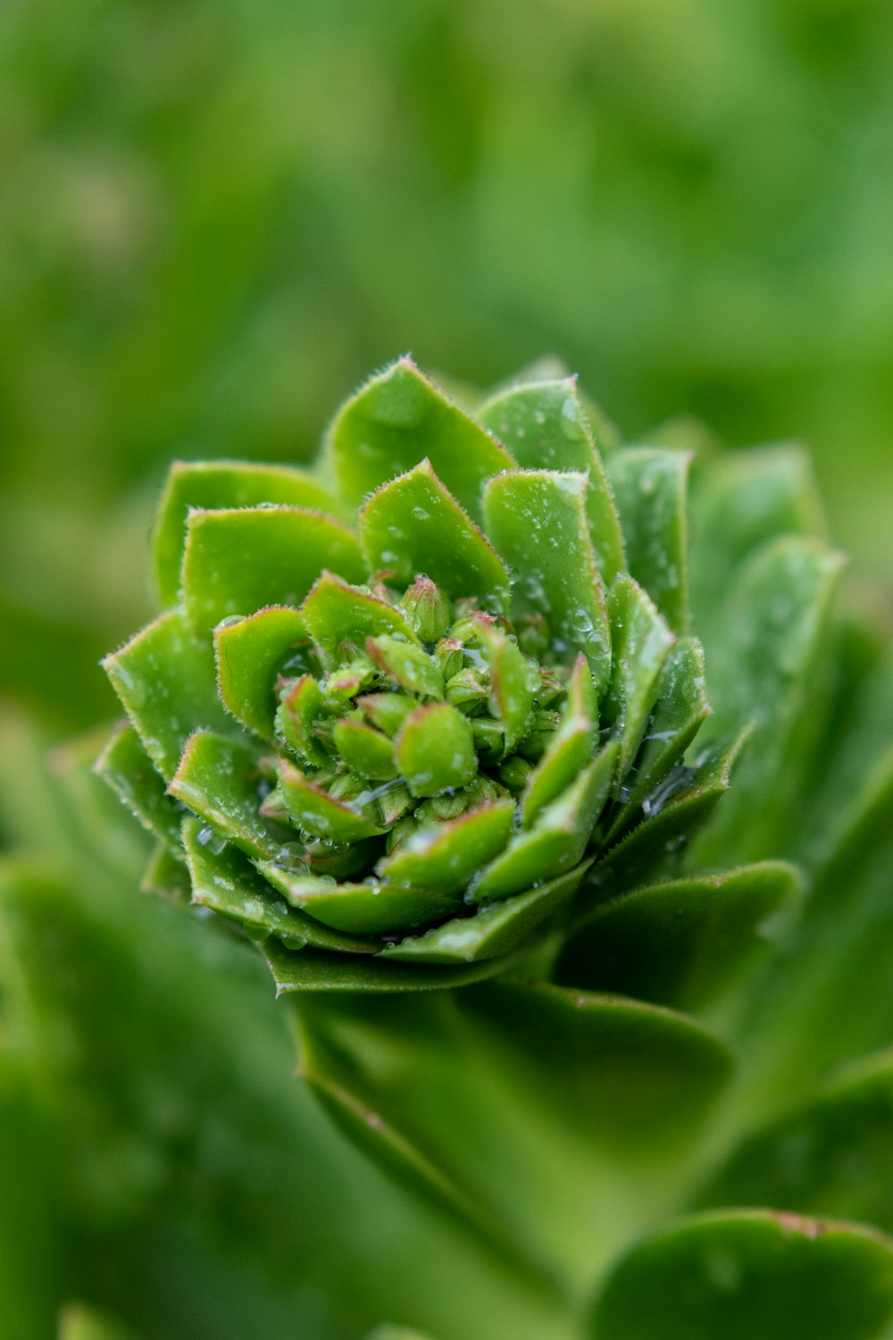 green flower bud in close up photography