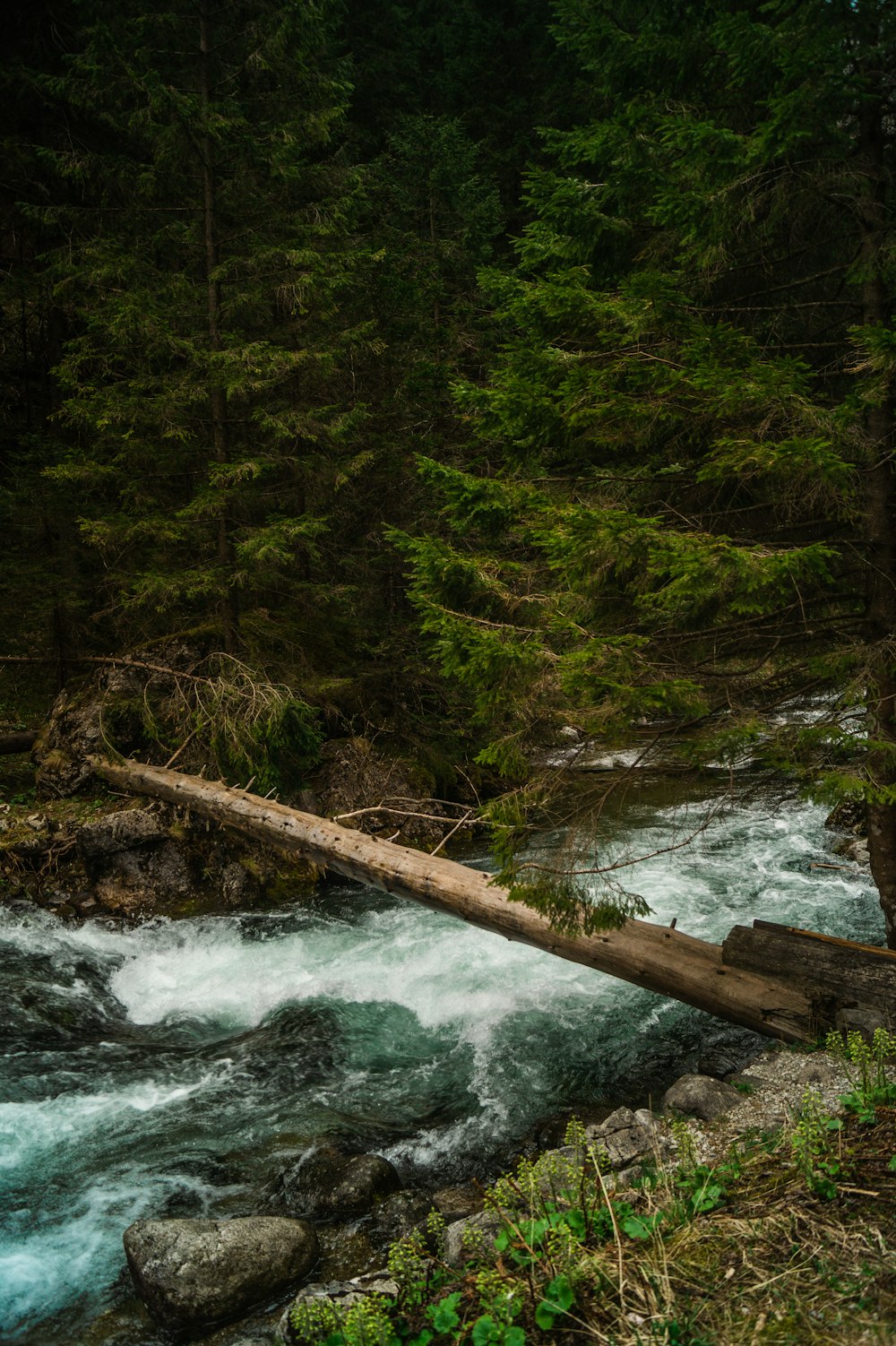 Brauner Baumstamm am Fluss