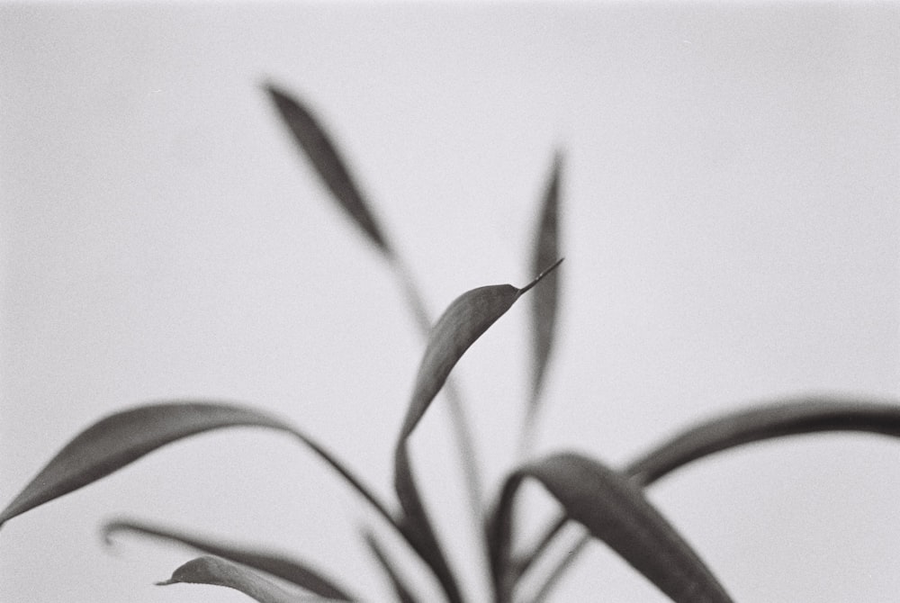 green plant in close up photography