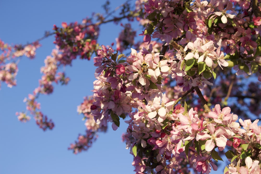 pink and white flowers under blue sky during daytime