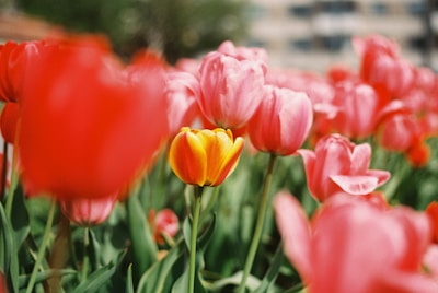 pink and yellow tulips in bloom during daytime