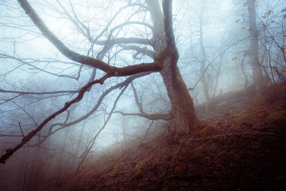 leafless tree on brown grass field