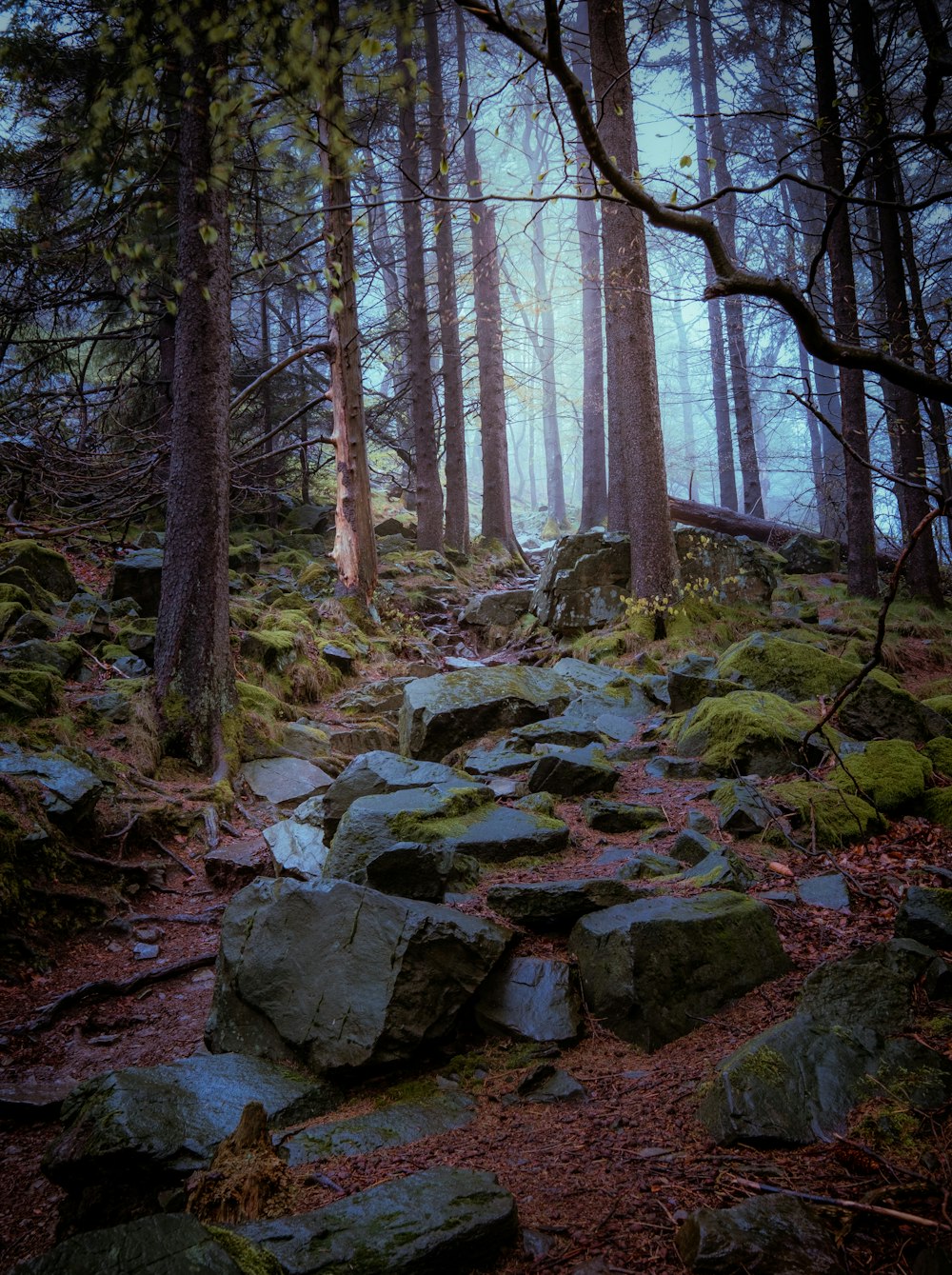 gray rocks on forest during daytime
