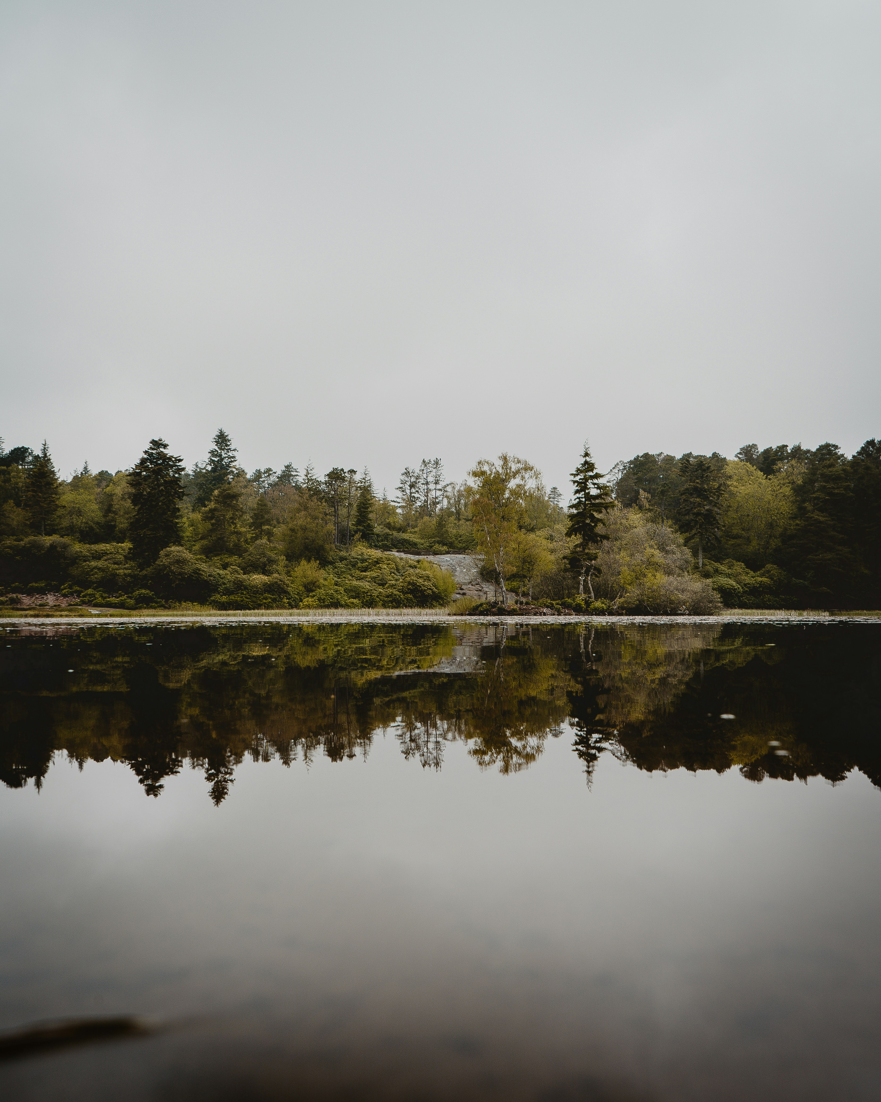 Grüne Bäume am See unter weißem Himmel tagsüber