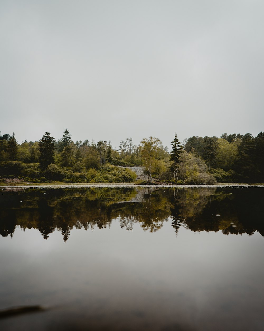 green trees beside lake under white sky during daytime