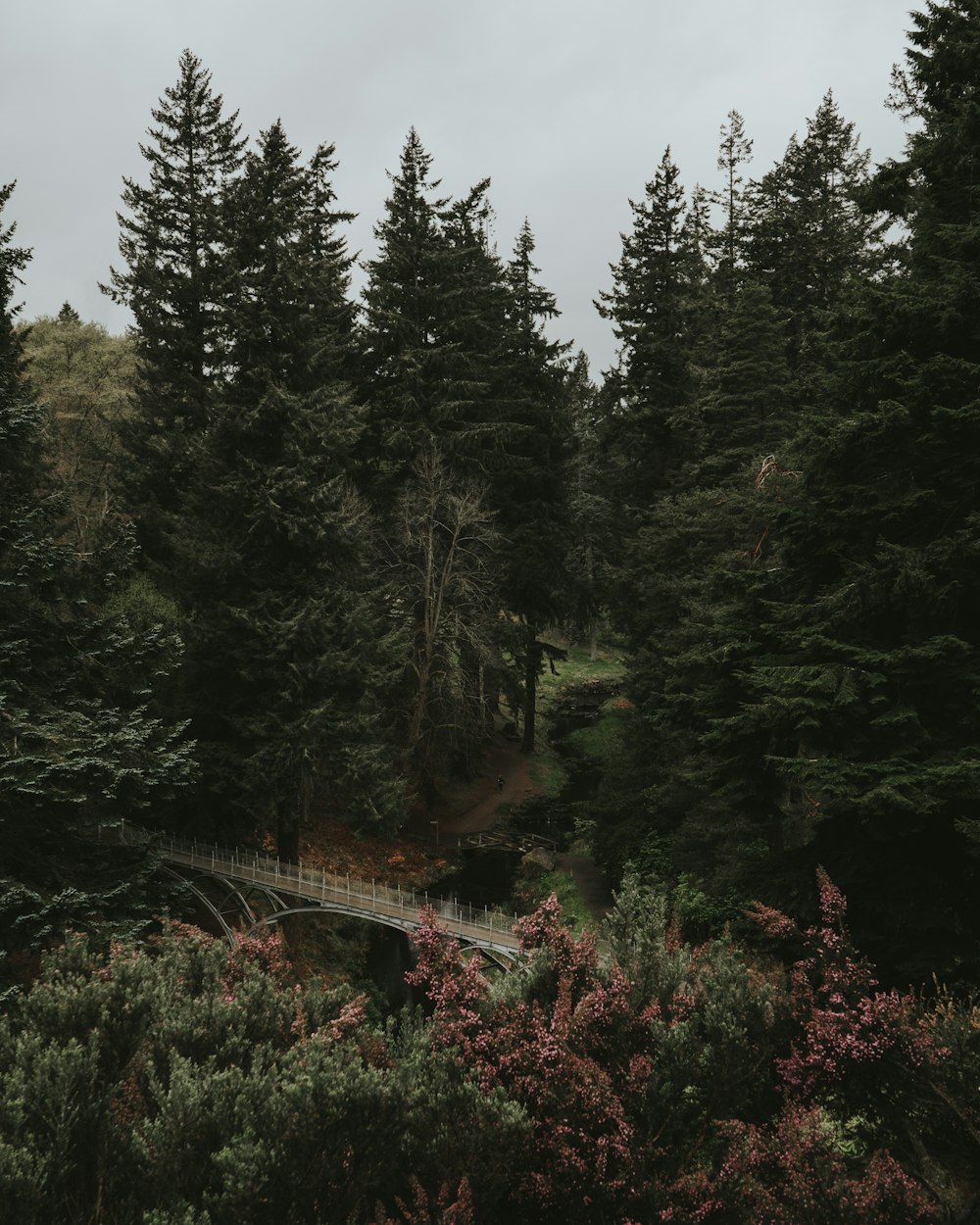 green trees on brown wooden bridge during daytime