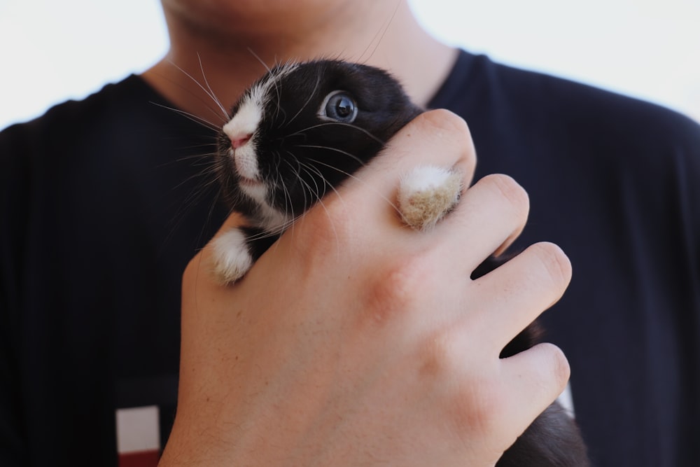 person holding tuxedo cats face