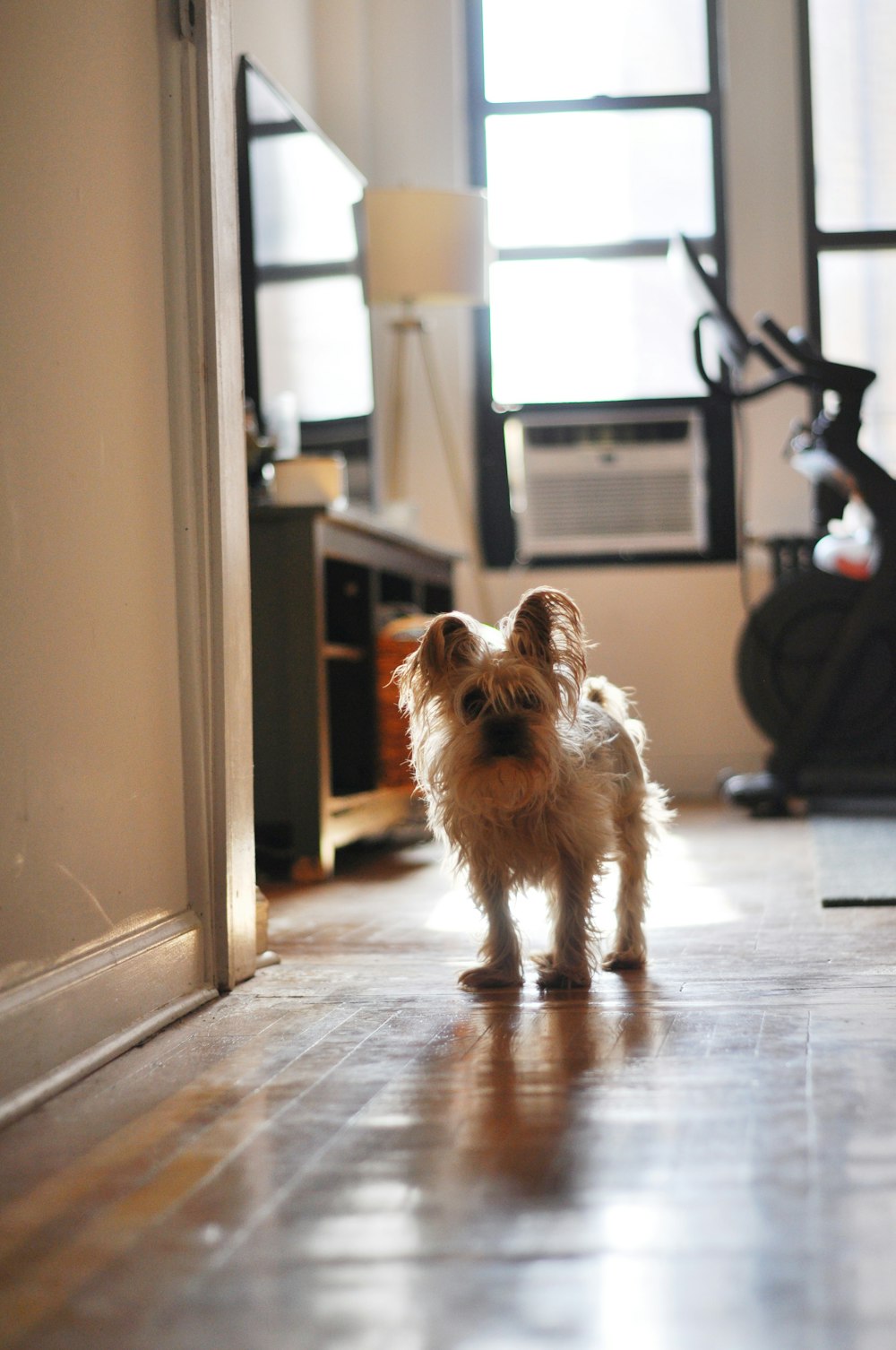 brown long coated small dog on brown wooden floor