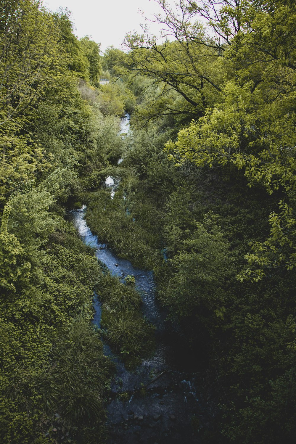 river in the middle of green trees