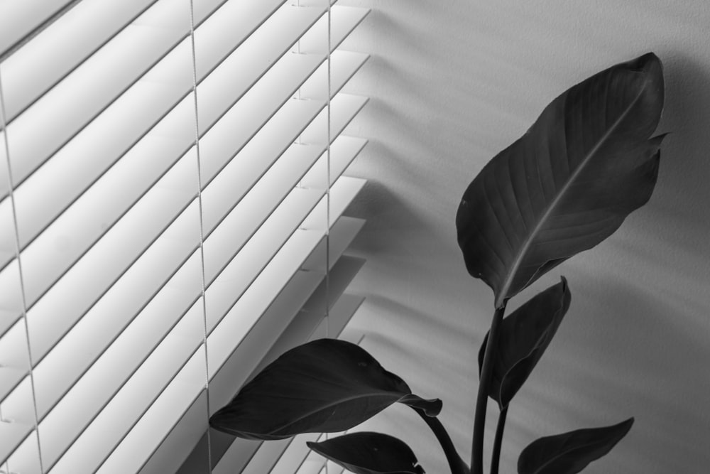 green plant beside white window blinds