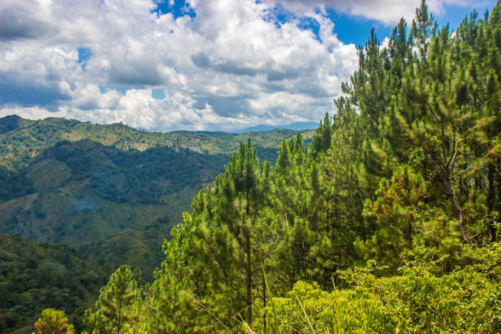 green trees on mountain under blue sky during daytime