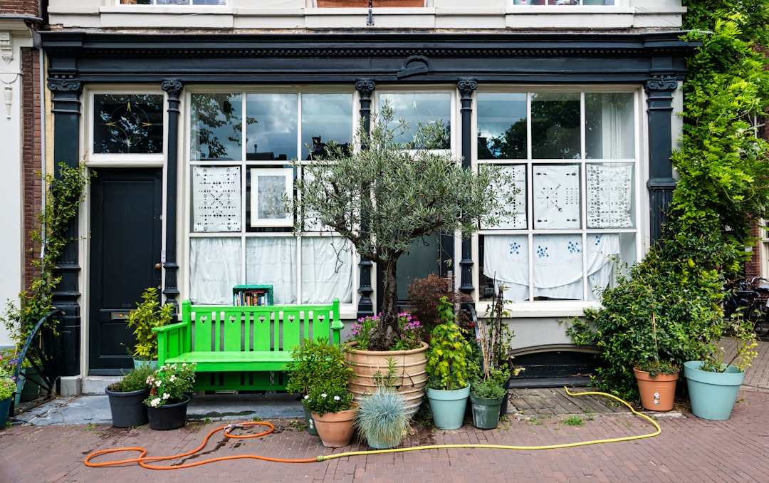 green wooden bench beside green plants