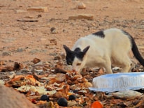 A black and white cat is scavenging for food among discarded leftovers and trash on a rough, rocky ground. The area is scattered with food scraps, aluminum containers, and debris. The cat is hunched over, nibbling on a piece of food, with a focused expression.