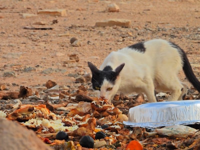 A black and white cat is scavenging for food among discarded leftovers and trash on a rough, rocky ground. The area is scattered with food scraps, aluminum containers, and debris. The cat is hunched over, nibbling on a piece of food, with a focused expression.