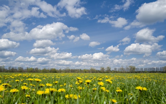green grass field under blue sky and white clouds during daytime