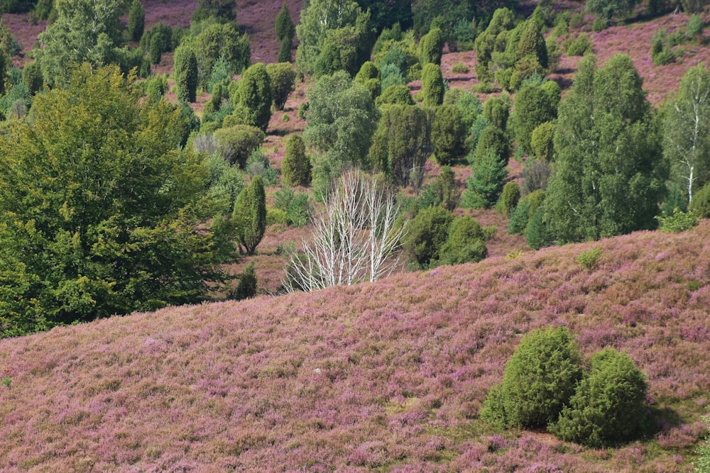 green trees on brown field during daytime