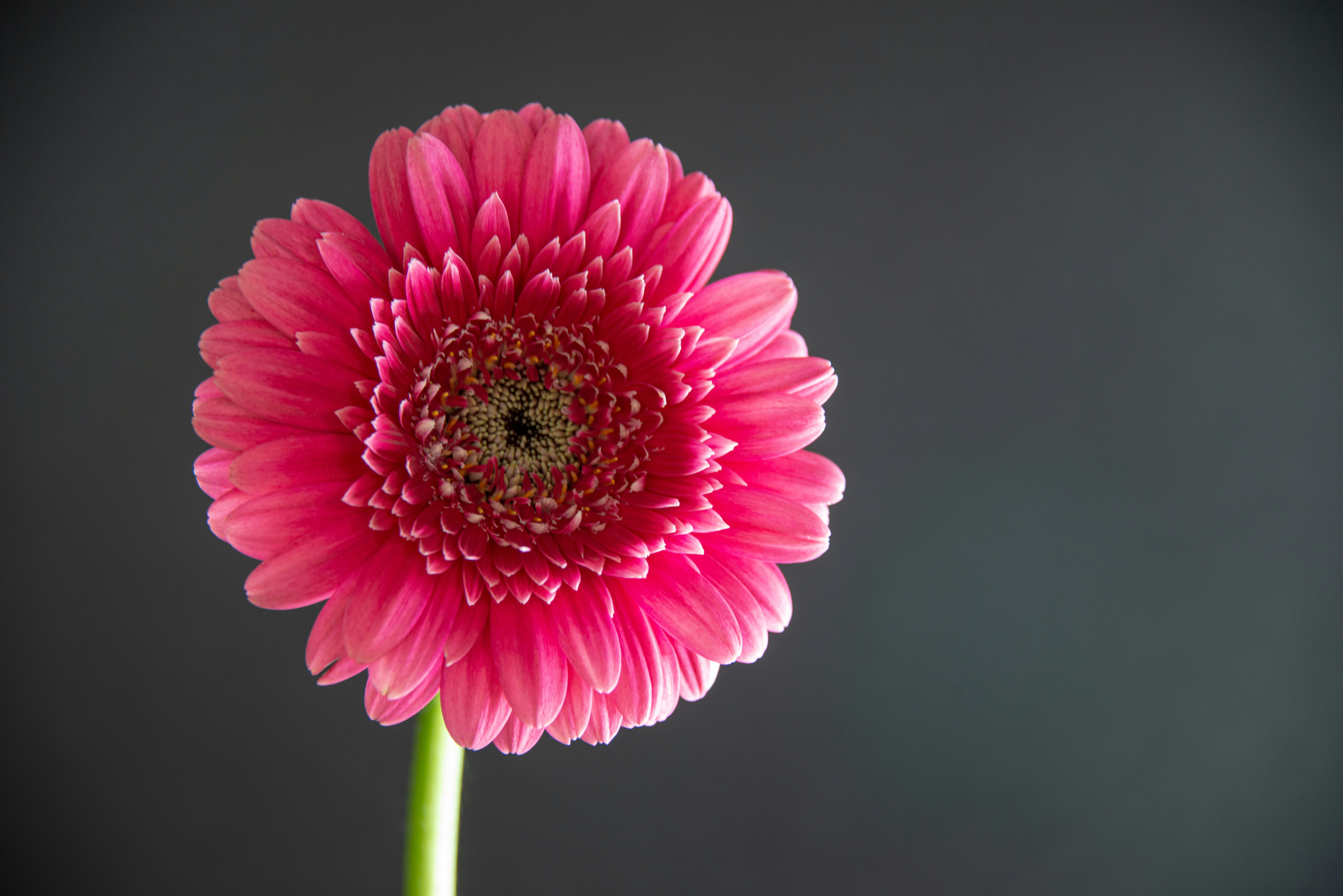 Photo by siegfriedpoepperl