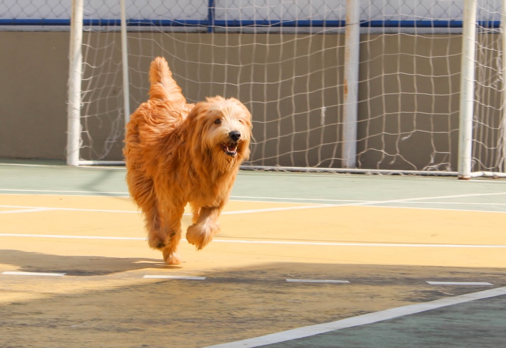 brown long coated dog running on gray concrete road during daytime