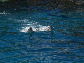 Close-up of wild dolphins breaking the water surface near Candolim beach under a soft morning light.